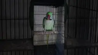 Pure Nature Beauty 🦜 Alexandrine Parakeet | male parrot sound #shorts #parrot #viral