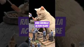 Rare Burmilla Street Cat Adventures Play Time. #slowmotioncat #slowmocat #miniaturecat #cartooncat