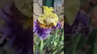 Iris