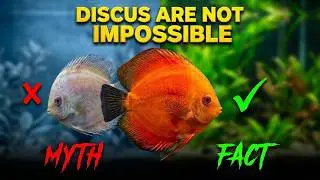Modern Discus Fish Are Tougher Than Ever