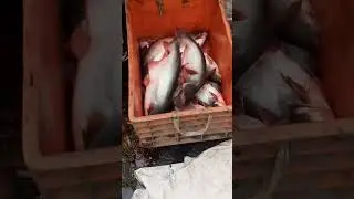 My fish market haul part:148 #shorts