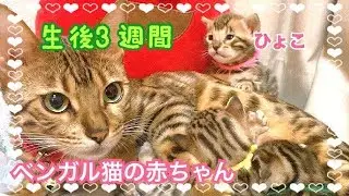 【生後3週間】ベンガル猫ベルの子猫の成長記録