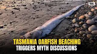 Doomsday Oarfish Spotted in Australia, Sparks Earthquake Myth Discussions and Scientific Interest