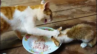 Is Intervening in Street Cat Fights Right or Wrong? (Nature vs. Conscience)
