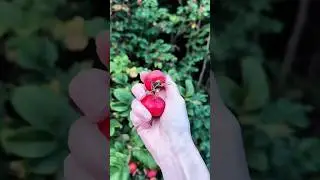 Red Gems from the Mountains#Rosenhip#NaturalFruit#BeautyOfFruit#WildFruit#NaturalAesthetics#RedFruit