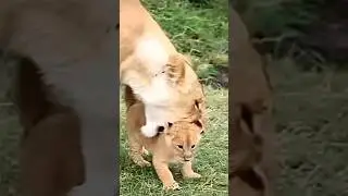 Lionees trying to carry her adorable chubby cub #lion #shorts