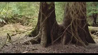 BMPCC 4k + DJI Ronin RS2 + Canon 50mm 1.4