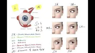 Understanding the Extrinsic Muscles of the Eye: Functions and Anatomy