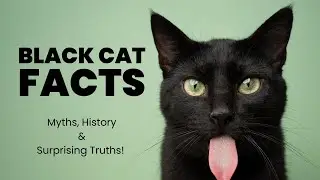 Black Cat Facts You Didn&rsquo;t Know! Superstitions & Truths Revealed