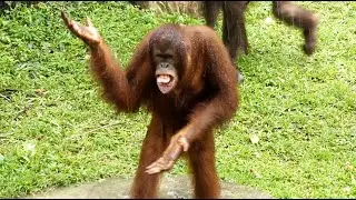 オランウータンの水浴び/ Orangutans playing with water
