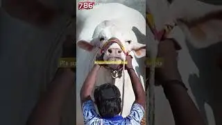 #bakramandi#cowmandi#bull#finecattle#animals#loading#sabbi#surticattle#rajabfamily#nukra#armani#vlog