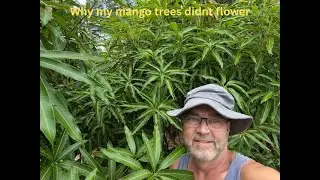 The Hidden Dangers of Gibberellic Acid & Brassinolide is NO mangos