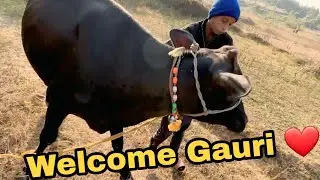 Hamari Nayi Gaay Gauri Ghar Aayi ❤️ || Gauri ka phla Din || mtf paradise Vlog