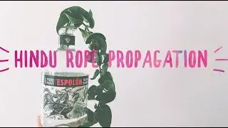 hoya hindu rope propagation | house plant | easy care