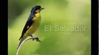 Cantos de Aves de El Salvador II