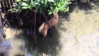 Brownie &agrave; Koh Chang - Baan Rim Nam