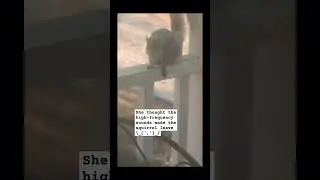 squirrel frequency repellent #squirrel #frequency #repellent #highfrequency high-frequency #cute
