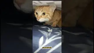 #cat #trending #newyear #2026 #newyear2026  #voiceover #shorts #shortvideo #pets #funny #comedy #yt