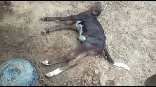Cow Calf Suddenly Died | Challenges to face in Dairy Farm Business