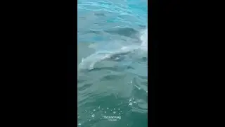 El INCRE&Iacute;BLE avistamiento de un TIBUR&Oacute;N MARTILLO GIGANTE