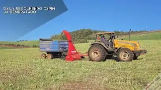 Colhedora Daily fazendo pré-secado
