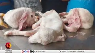 കട്ടപ്പന മൃഗാശുപത്രി അധികൃതരുടെ കൃത്യമായ ഇടപെടൽ; പ്രസവത്തിന് ബുദ്ധിമുട്ട് നേരിട്ട ആടിന് സുഖ പ്രസവം