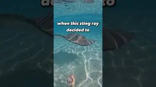 Stingrays are smart! 🤓 🌊 #stingray #shark #snorkeling #travel