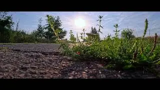 Plant growing through asphalt at sunrise
