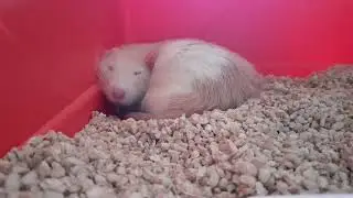 The cuddle bag 🐭🐀 #rats #rat #shorts #funny #cute #animals #animal