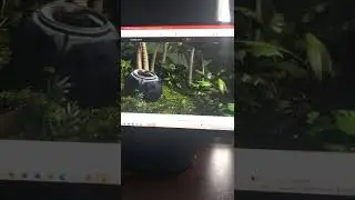 mr snake showtime