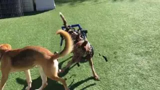 Special Needs Dogs Spicie & Phoenix Playing