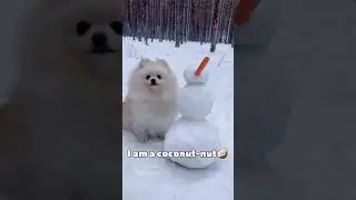 I&rsquo;m coconut🥥🌴#dog #cutedogs #cutepets #puppy #pets #dogvideos #dogshorts
