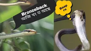 Bronzeback Tree Snake rescue by Arpan || Monocled cobra by mansah |  save wildlife | Assam bihpuria👍
