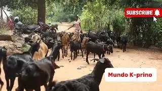 Cabras Reforestadoras.