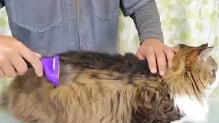 Hair Grooming Pet Safe Dematting Comb