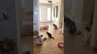 🔉A Gathering of Floofs 😲 4 Cats Chilling in the Entry