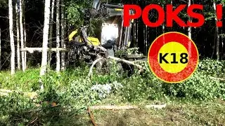 Koivupalsta.. KAKS Puuta ja POKS !