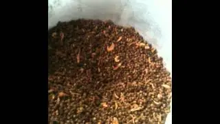 Pellets maken van garnalenafval/ zelf visvoer maken
