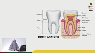 Odontogenesis part 1 | Dr. drg. Erlina Sih Mahanani, M.Kes.