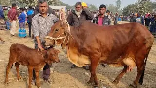 @আজ ২১ জানুয়ারি ২৬ | বাচ্চাসহ শাহিওয়াল গাভী গরুর দাম | আফতাবগঞ্জ  হাট | দিনাজপুর 