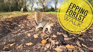 🍁🍄Epping forest walk in Autumn of 2025