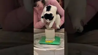 Momo,the cat who can make pottery.#foryou #animals #shorts