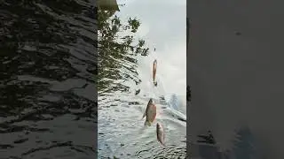 mancing ikan sepat  sekali lempar dapat 3 mantap joss..