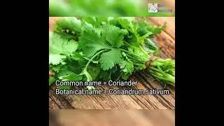 Botanical name of Coriander