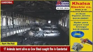 17 Animals burnt alive as Cow Shed caught fire in Ganderbal