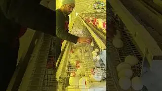 Smart Egg Marketing Strategy: Sabko Fayda, Customer Tak Fresh Eggs