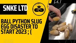 What's Inside a Slug Infertile Ball Python Egg? Disaster to Begin 2023!