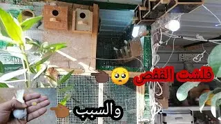 فلشت قفص الفناجس البيض والسبب 😰