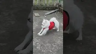 &ldquo;Early Morning Workout Mode ON&rdquo;😃 || Indian Spitz dog ||Indian Spitz dog playing || pomeranian dog
