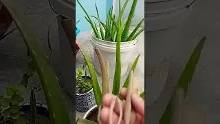 10 दिन में एलोवेरा ग्रोथ 🔥 #satisfying #plants एक पौधा &ndash; हजार फायदे | Aloe Vera Benefits🪴🪴🪴🪴🌿🌿💰